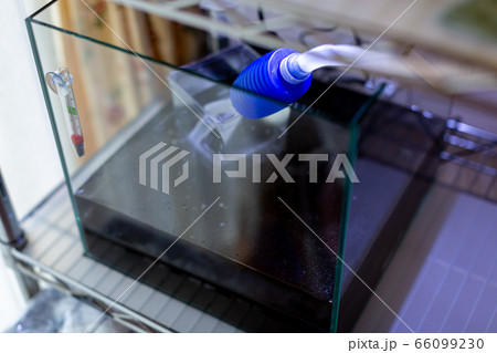 水槽の立上げ　アクアリウム 66099230