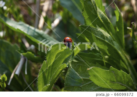 植物 野花 野生の花 66099372