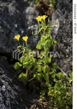 野花 野生の花 植物の写真素材 野花 野生の花 植物の写真素材