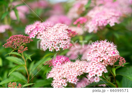 春の満開のピンクの花 5月 の写真素材
