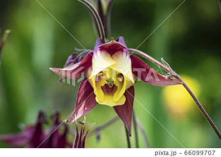 野花 野生の花 黄色の花 66099707
