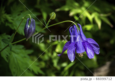 野花 野生の花 春の写真素材