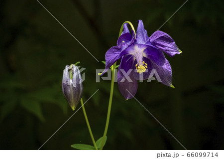 野花 野生の花 植物の写真素材