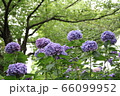 あじさい 66099952