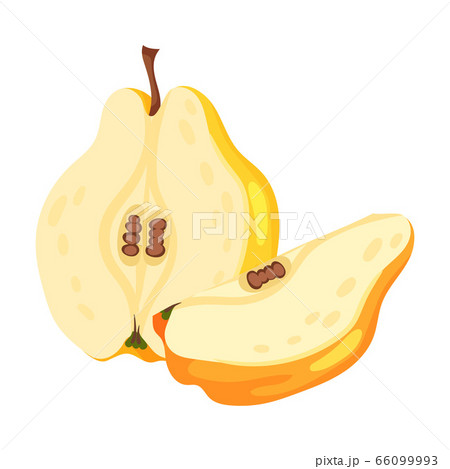 Halved Quince Showing Light Flesh with Seeds Vector Illustration 66099993