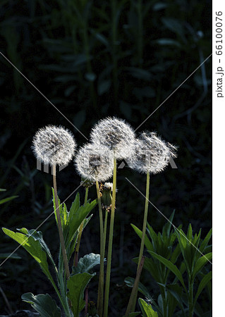 野花 野生の花 花 66100076