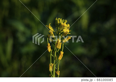 野花 野生の花 花の写真素材
