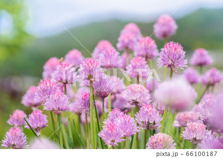 チャイブの花 66100187