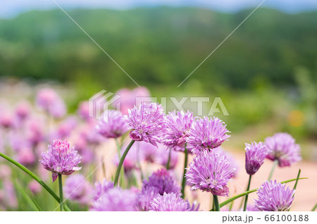 チャイブの花 チャイブの花 66100188