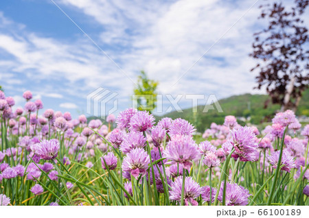 チャイブの花 チャイブの花 66100189