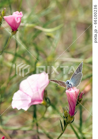 Glaucopsyche alexis, green underside blue 66100236
