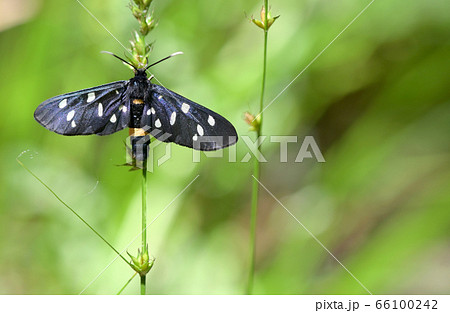 Nine-Spotted Moth (Amata Phegea) Nine-Spotted Moth (Amata Phegea) 66100242