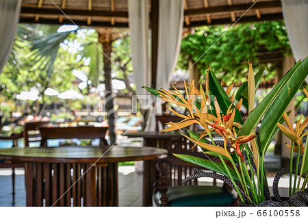 Pavilion with beautiful Strelitzia flowers 66100558