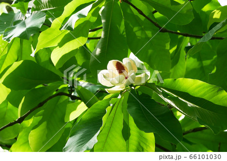 自然植物写真 ホウの花の芳香 森は今、ホウの花の季節 自然植物写真 ホウの花の芳香 森は今、ホウの花の季節 66101030
