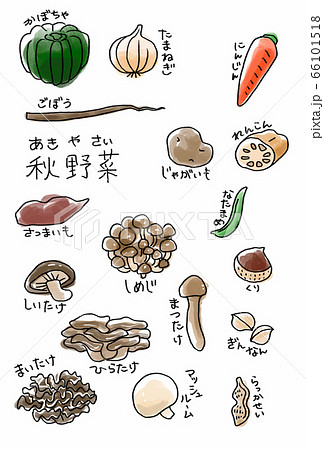 秋野菜 カラーのイラスト素材
