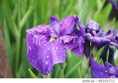美しい花菖蒲(水滴付き) 66101711