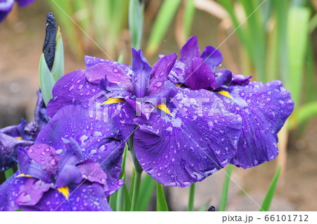 美しい花菖蒲(水滴付き) 美しい花菖蒲(水滴付き) 66101712