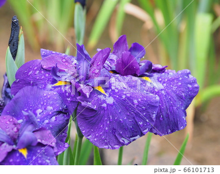 美しい花菖蒲(水滴付き) 66101713