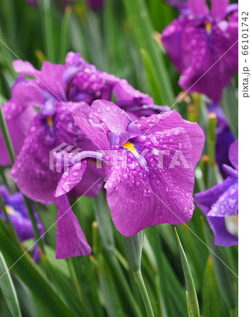 美しい花菖蒲(水滴付き) 美しい花菖蒲(水滴付き) 66101742