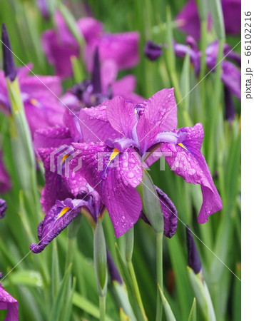 美しい花菖蒲(水滴付き) 66102216