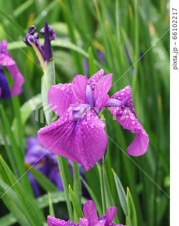 美しい花菖蒲(水滴付き) 美しい花菖蒲(水滴付き) 66102217