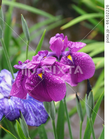 美しい花菖蒲(水滴付き) 66102226