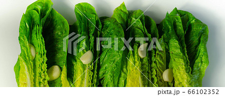 Fresh, cut romaine lettuce with garlic, pepper and Fresh, cut romaine lettuce with garlic, pepper and 66102352