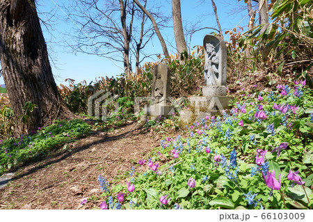 北海道浦臼町 カタクリとエゾエンゴサクの花とお地蔵さんの写真素材