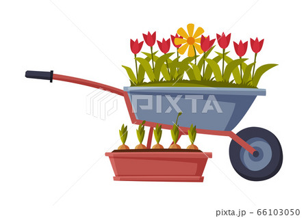 Garden Wheelbarrow with Tulip Flowers Flat Style Vector Illustration on White Background Garden Wheelbarrow with Tulip Flowers Flat Style Vector Illustration on White Background 66103050