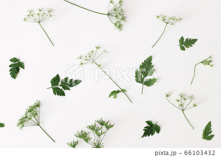 Spring, summer botanical pattern. Floral composition of blooming green cow parsley, Anthriscus sylvestris plant on white table background. Wild flowers concept. Decorative botanical flat lay, top view 66103432