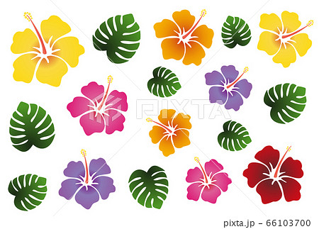 Colorful hibiscus and palm leaves - Stock Illustration [66103700] - PIXTA