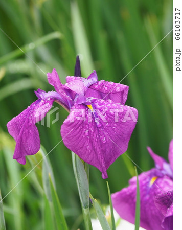 美しい花菖蒲(水滴付き) 66103717