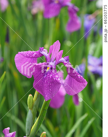美しい花菖蒲(水滴付き) 美しい花菖蒲(水滴付き) 66103775