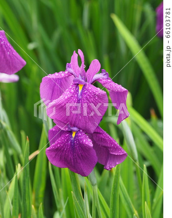 美しい花菖蒲(水滴付き) 66103781