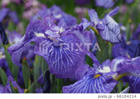 美しい花菖蒲(水滴付き) 美しい花菖蒲(水滴付き) 66104214