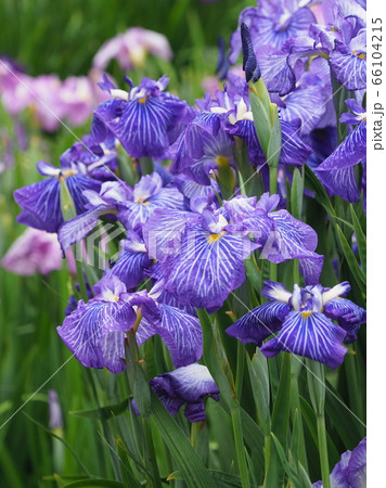 美しい花菖蒲(水滴付き) 66104215
