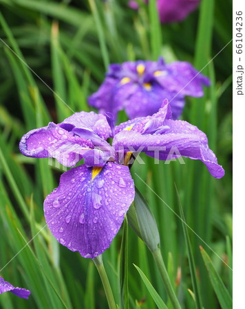 美しい花菖蒲(水滴付き) 66104236