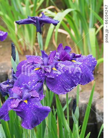 美しい花菖蒲(水滴付き) 美しい花菖蒲(水滴付き) 66104247