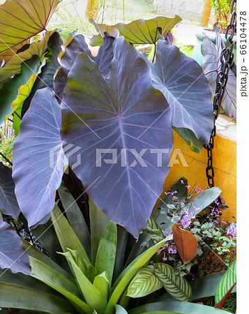 Colocasia esculenta with intense purple foliage and bromeliad in the garden. Colocasia esculenta with intense purple foliage and bromeliad in the garden. 66104478