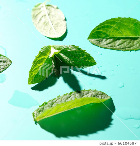 mint leaves with drops water on blue background mint leaves with drops water on blue background 66104597