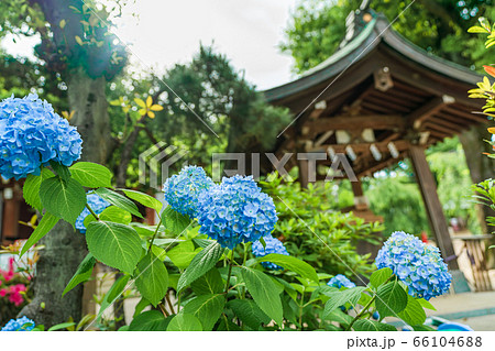 東京の都市風景 梅雨入り間近の鳩森八幡神社 66104688