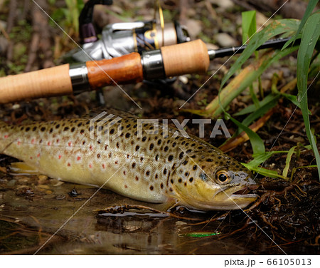 Wild Brown Trout Wild Brown Trout 66105013