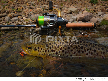 Wild Brown Trout Wild Brown Trout 66105023