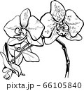 Vector flower orchid. Element for design. 66105840