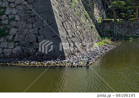 津城 お堀の川鵜 66106195