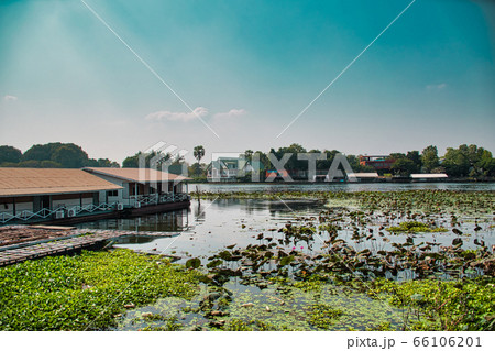 Beautiful nature and the River Kwai full with water lilies in Kanchanaburi in Thailand Beautiful nature and the River Kwai full with water lilies in Kanchanaburi in Thailand 66106201