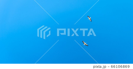 couple of stork flying in the blue sky. banner with copy space 66106869