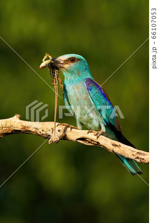 Agile european roller sitting on a twig and holding dead lizard in beak Agile european roller sitting on a twig and holding dead lizard in beak 66107053