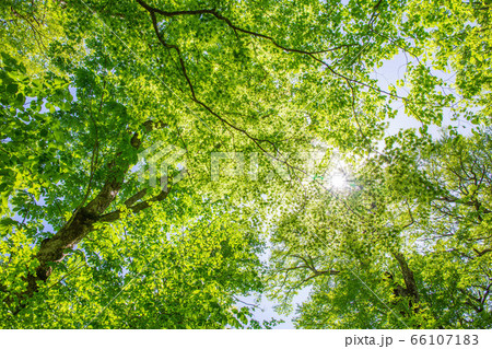 新緑爽やかな奥入瀬渓流 新緑爽やかな奥入瀬渓流 66107183