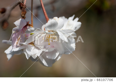 Higan cherry, Prunus subhirtella Higan cherry, Prunus subhirtella 66107706